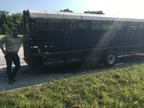 KC Cattle Company's First Wagyu Cows