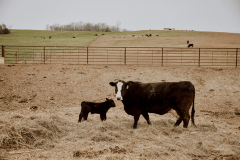 How much is a wagyu cow