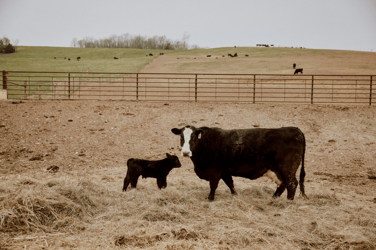 How much is a wagyu cow